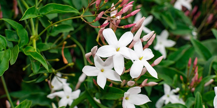 Jasmim branco planta nome cientifico beneficios flor